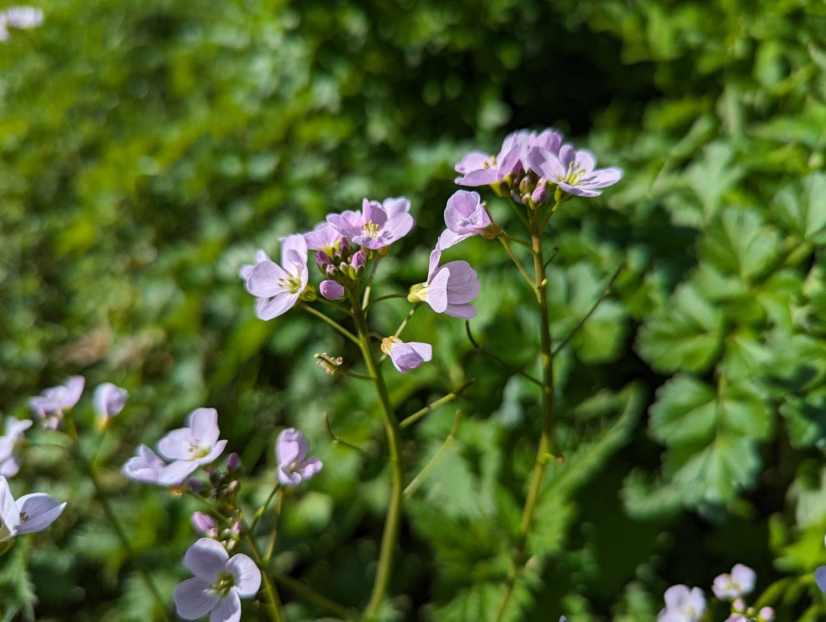 'These #flowers are like the pleasures of the world' #Shakespeare Cymbeline 4.2. Cuckoo Flower, Mayflower, Milkmaids. Cardamine Pratensis, meaning 'meadow' in #Latin. Revered by #fairies, Lady's Smock is bad luck if brought into a home. #FolkloreThursday