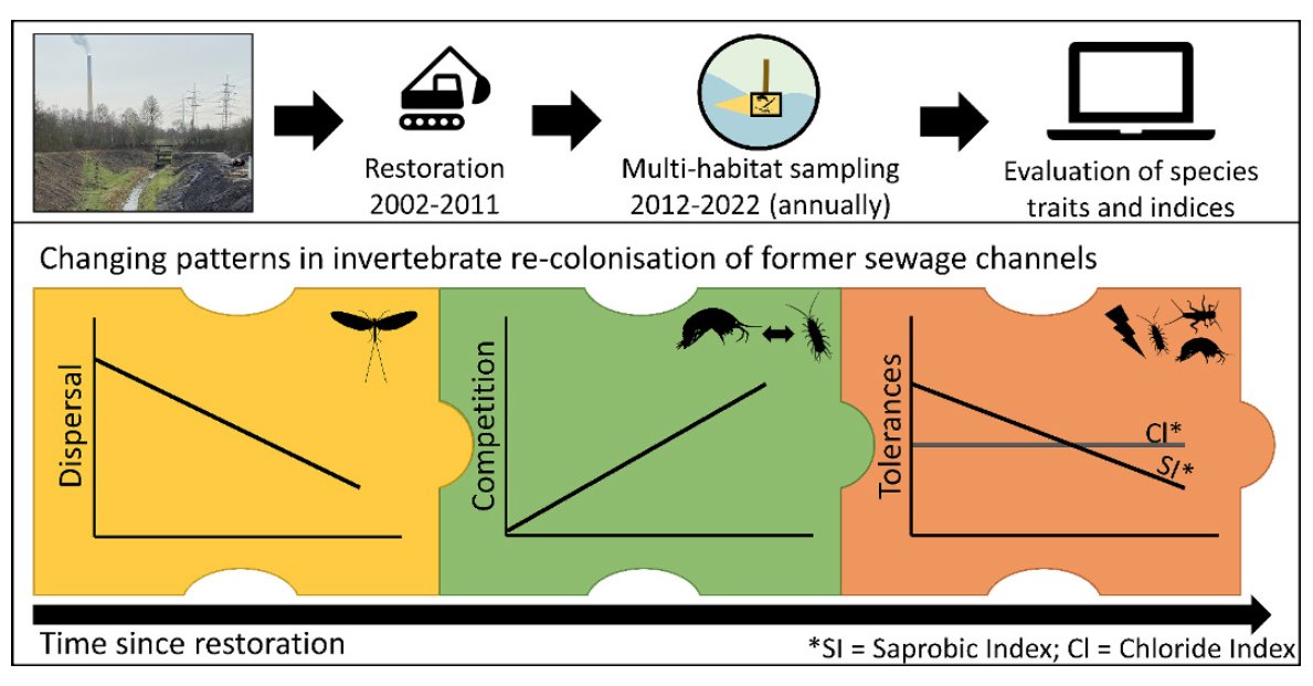 What drives community development after stream restoration? Led by @SvenjaP93, we show that initially dispersal is key, and with time since restoration the role of competition increases. Key paper for @RESIST_CRC. doi.org/10.1016/j.scit…