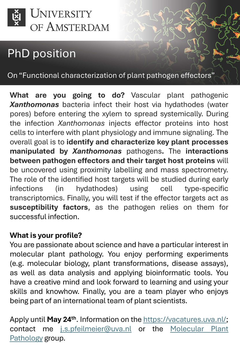 📢Vacancy for PhD position in my team at <a href="/SILS_UvA/">SILS</a>
Curious about molecular plant-pathogen interactions? 🌱🦠 You will study vascular Xanthomonas bacteria and identify effector targets in the host (cabbage+Arabidopsis) using proximity labelling, CRISPR-Cas and cell-specific RNAseq