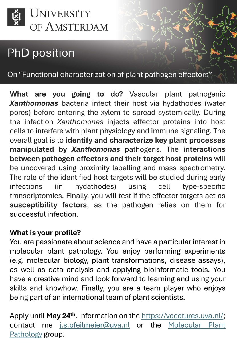 📢Vacancy for PhD position in my team at @SILS_UvA
Curious about molecular plant-pathogen interactions? 🌱🦠 You will study vascular Xanthomonas bacteria and identify effector targets in the host (cabbage+Arabidopsis) using proximity labelling, CRISPR-Cas and cell-specific RNAseq