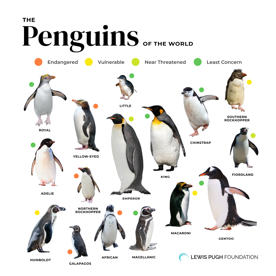 Penguins of the world. Each one is precious 🐧🌍💙 #WorldPenguinDay