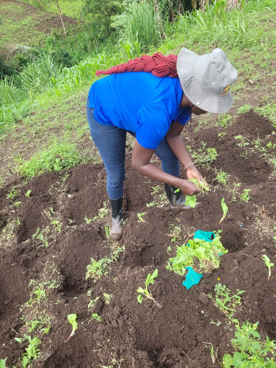 Yesterday,my farmer friend @CleotildaJemut1 shared a handful of spinach seedlings for our kitchen garden to strengthen our mutual interest in food security! We're cultivating a future where no one goes hungry and where our shared commitment to food security sustains us all.