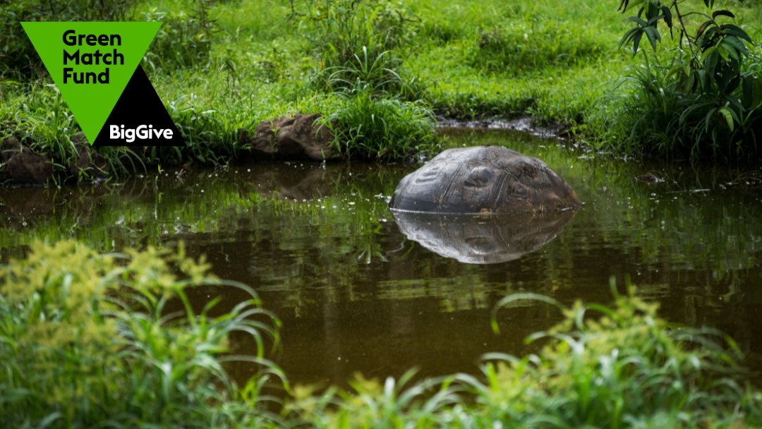 Today is the last day to donate to our @BigGive #GreenMatchFund campaign! 🌱 Help us rewild the Galapagos Islands so that wildlife thrives alongside people, reducing the human footprint and boosting biodiversity: tinyurl.com/DonateToBigGive 📷 ©️ Megan Sligsby