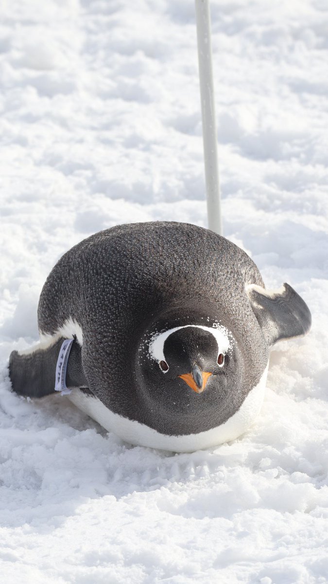 世界ペンギンの日なので､コロコロマイケルです🐧
#世界ペンギンの日 
#おたる水族館 
#ジェンツーペンギン 
#マイケル