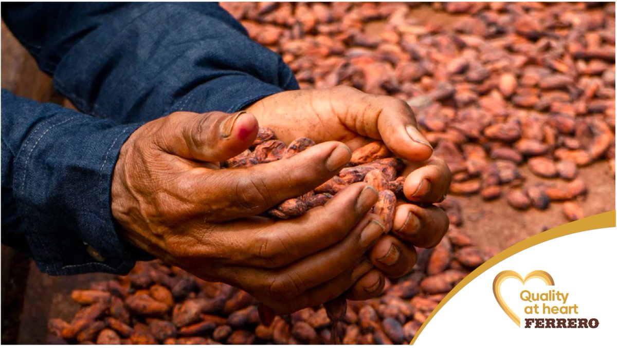 At Ferrero, 100% of our cocoa is sourced through independently managed sustainability standards, like @rnfstalliance, @fairtradeuk, and Cocoa Horizons and our beans are traceable to farm level. #QualityatHeart