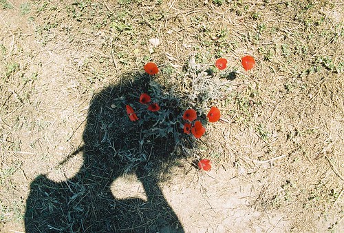 Poppies in April.