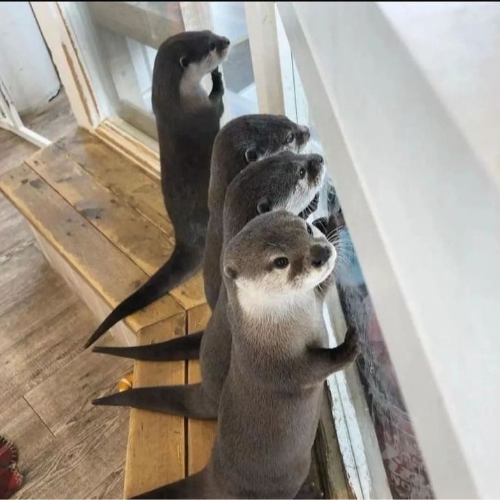 Rescue otters waiting for lunch.🦦😋💗