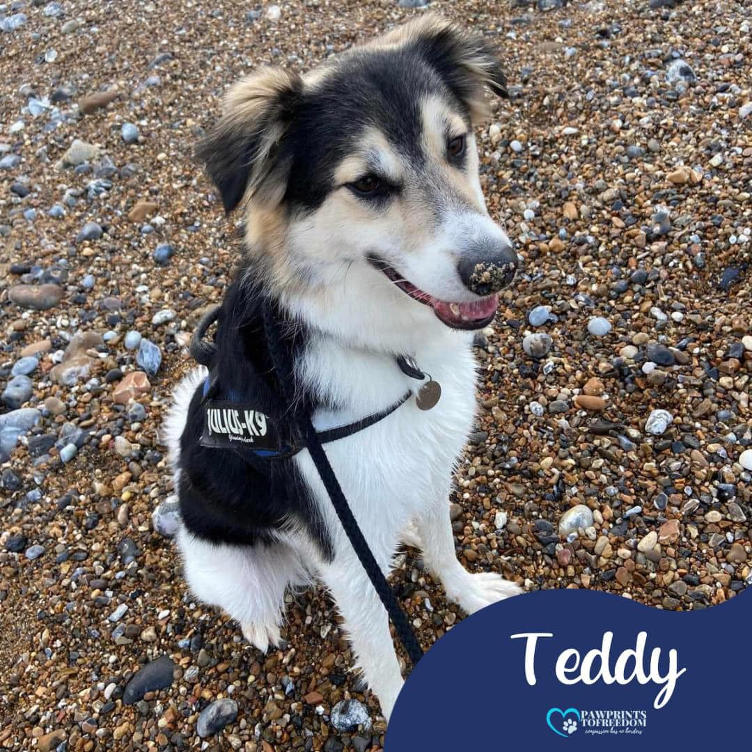 Hi, I’m Teddy and I had some people interested in me but they didn’t show up 😢 I’m 4 and looking for a patient family that will reassure me when there’s loud noises. I’m in the UK and love treats and cuddles 🥰 pawprints2freedom.co.uk/adopt #adoptable #adoptme #adoptdontshop