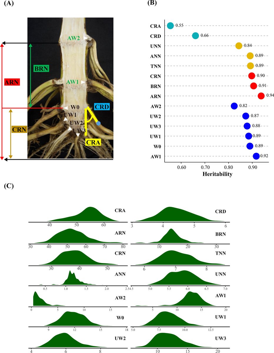 Genomic basis determining root system architecture in maize rdcu.be/dEXzi