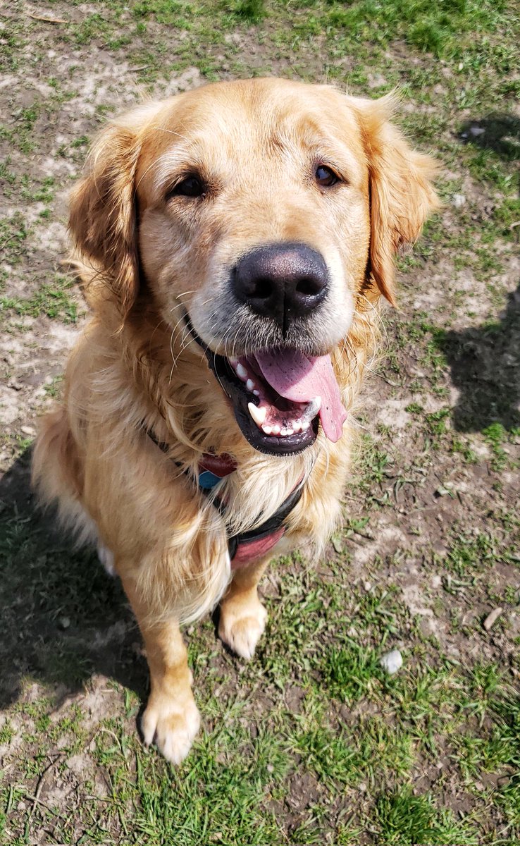 Oh Charley, you always make the day super handsome! 😁❤🐾🐶🐕❤ #handsomeboy #goldenretriever #Thursdaythoughts #walkinthedoginwhitby #walkinthedog