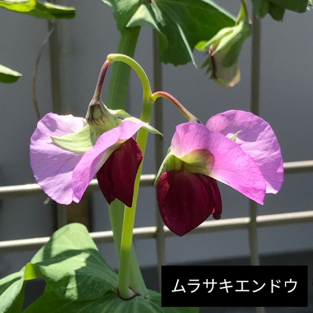 エビネ、ツルニチニチソウ、ムラサキエンドウの花の写真です。
エビネの花の形は独特です。
#京都大学 #薬学部 #薬用植物 #植物園 #エビネ #ツルニチニチソウ #ムラサキエンドウ #花の写真