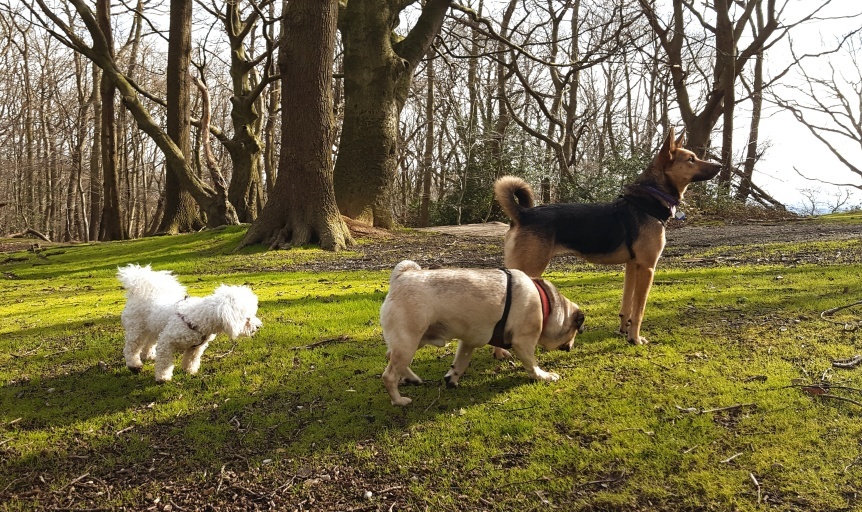 Do you have #dogs that are indoors alone while you're at work? Why not let our professional walkers exercise them daily, give them mental stimulation, socialise, bond with friends & enjoy the outdoors.

 readypetgo.co.uk/availability 

#dogwalking #dogwalker #se9 #da15 #da16 [354]