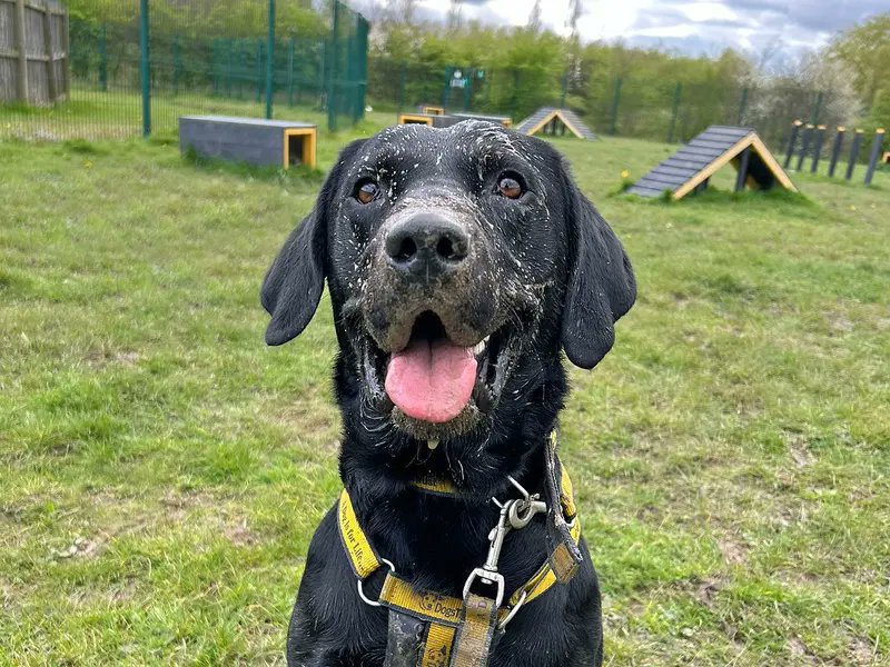 A lesson from Deefa: Life is short, play in the mud 🐶😆
@DT_Essex 

[Image description: 
Image 1 - A black Labrador laying in a muddy puddle.
Image 2 - A black Labrador looking at the camera with mud on his face.]