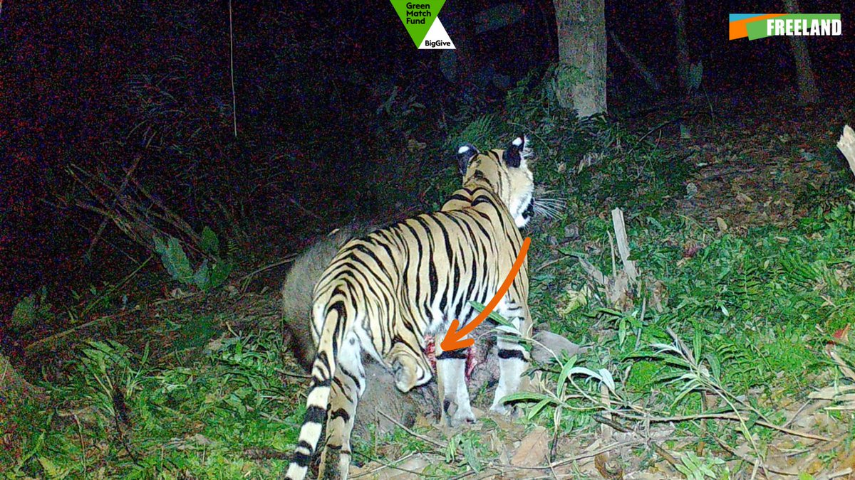 🚨 Only 2 hours left to donate! These images reveal the devastating impact of snaring on a young tiger in Thailand. Caught in a snare, it survived on three legs, resorting to killing livestock. Help break this cycle: donate.biggive.org/campaign/a0569… 
 @BigGive  📷DNP /Freeland