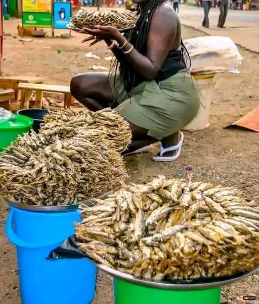 Uganda's small fish becomes a culinary sensation when roasted or fried in the north – a testament to the rich flavors of our land. Don't miss out on this gastronomic adventure!
 #UgandanCuisine 
#NorthernMagic 
@PNyamutoro