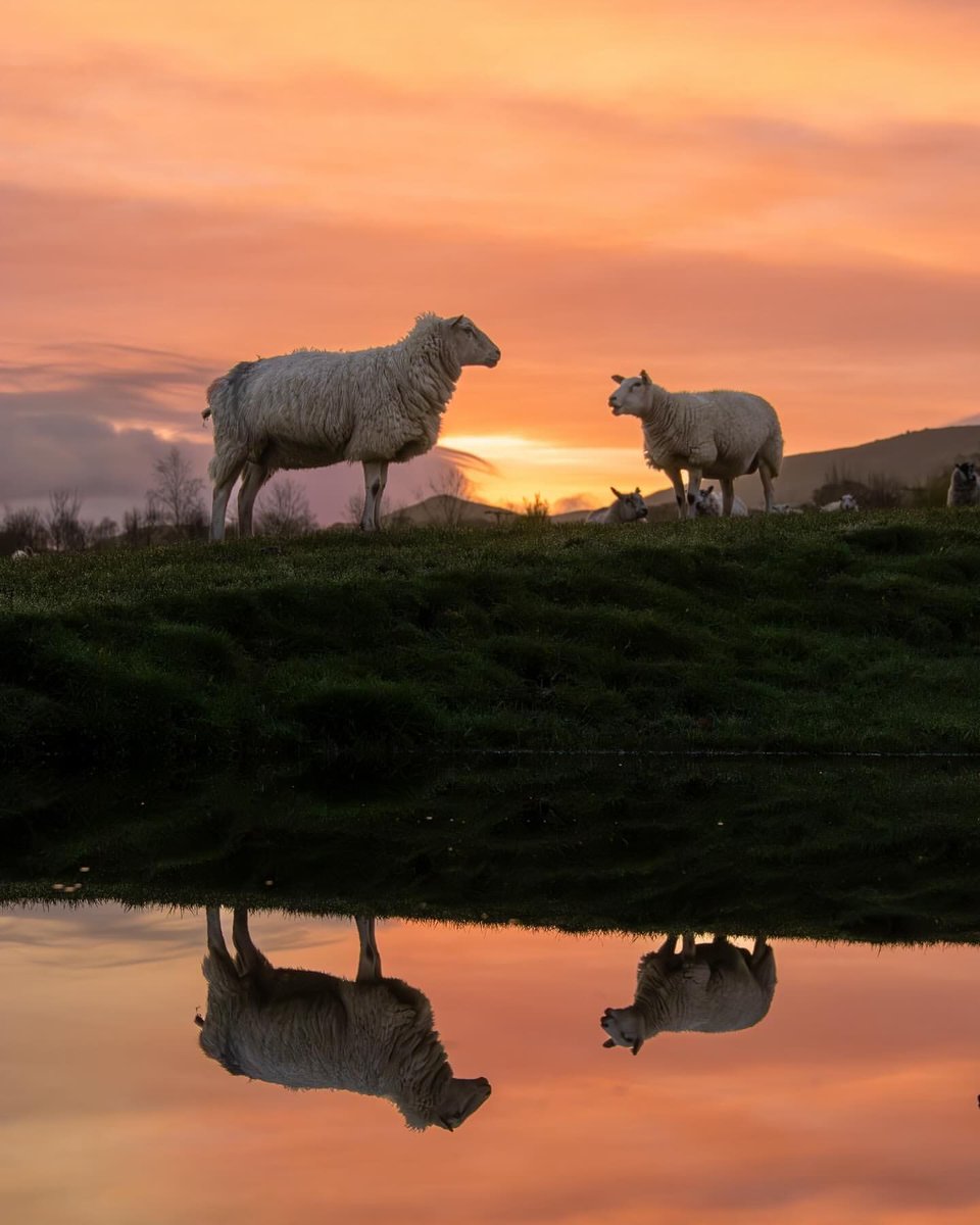 Capturing a perfectly positioned moment, sheep, sky, reflection - taken by the @dalesfarmer while watching over the ewes during the lambing season. Working 24/7 to ensure the safety of ewe and lamb as they enter the new cycle of life. Wool is a renewable fibre 💚 ♻️ #ChooseWool