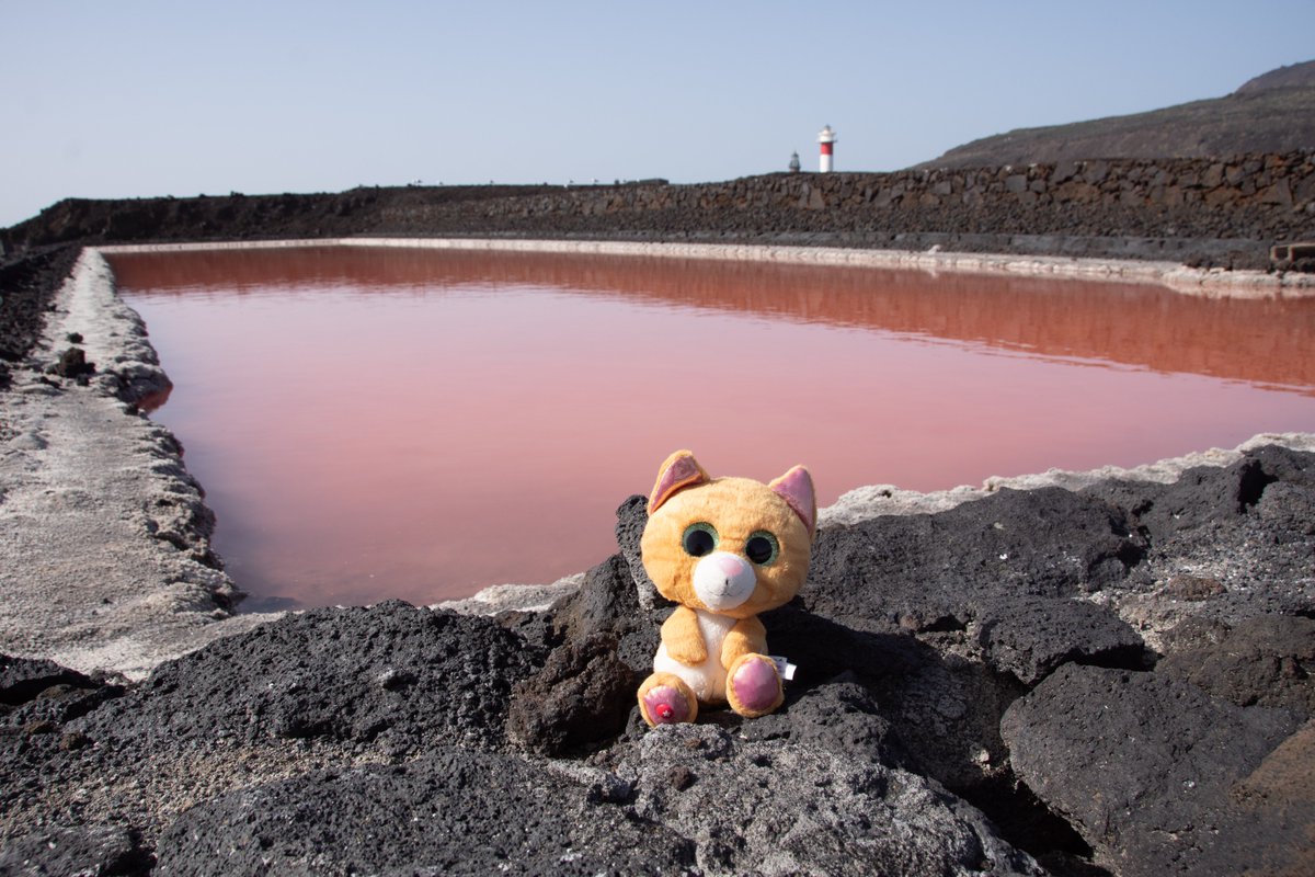 GeologistsCat's tweet image. Today is #VolcanoThursday &amp;amp; this is the #saline #Salinas de #Fuencaliente. We visited it on #LaPalma during #hedgewatch. In 2021 the #eruption of the #Tajogaite #volcano 18 km away ruined large parts of the "harvest" due to its ash. In Decembre the volcano was still smoking