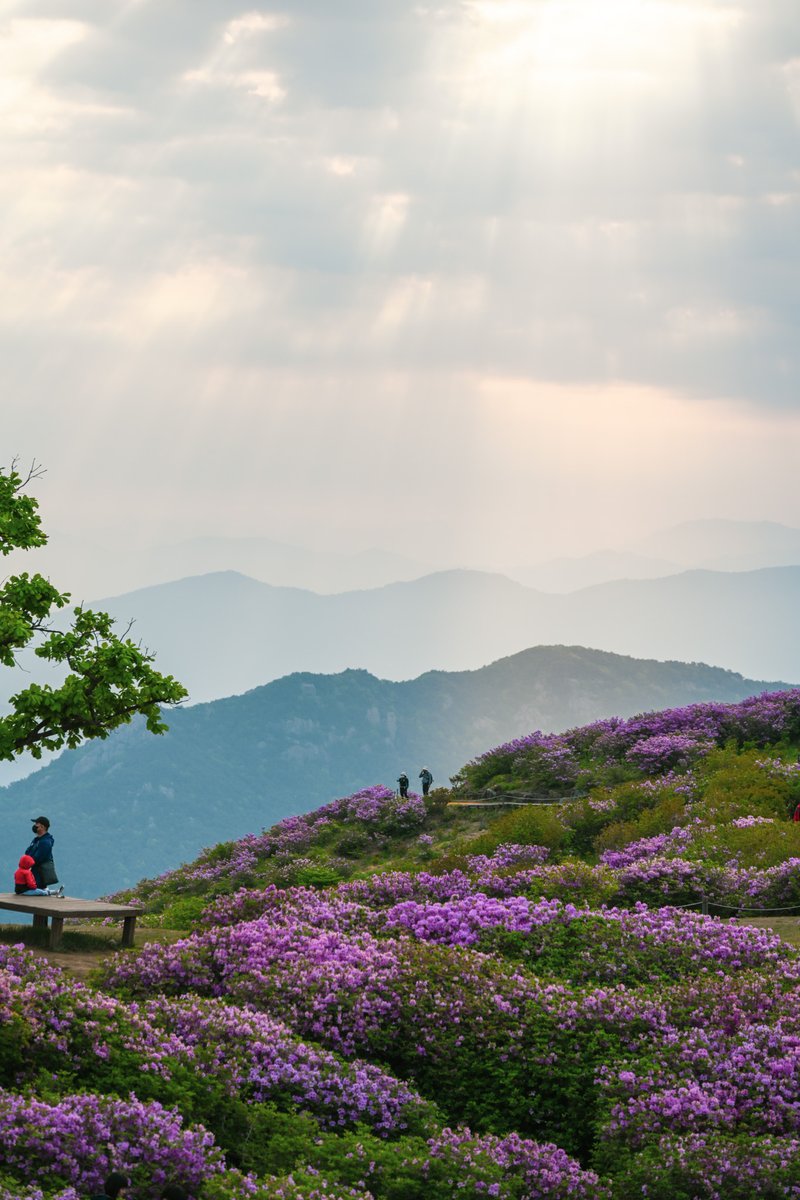 Climb Hwangmaesan Mountain in Sancheong this spring and revel in the beauty of royal azalea. Walk among the blossoms and breathe in the fresh spring air! Start your season with a burst of color! 🌺 📸@sinjunpic #visitkorea #koreatravel #hiking #koreaflower #koreamountain