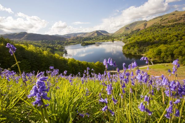 18 of the best places across Britain to go and see bluebells this spring trib.al/vW3hNwo