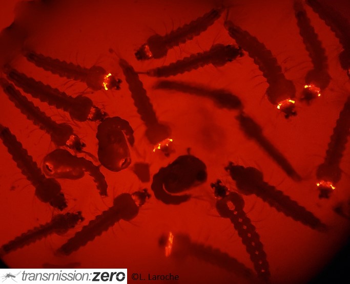 Today, #WorldMalariaDay, I was really impressed to discover the transgenic #Anopheles larvae made by @transm0, which is the 1st of its kind created in Africa. This will accelerate the fight against malaria! @imperialcollege @ifakarahealth