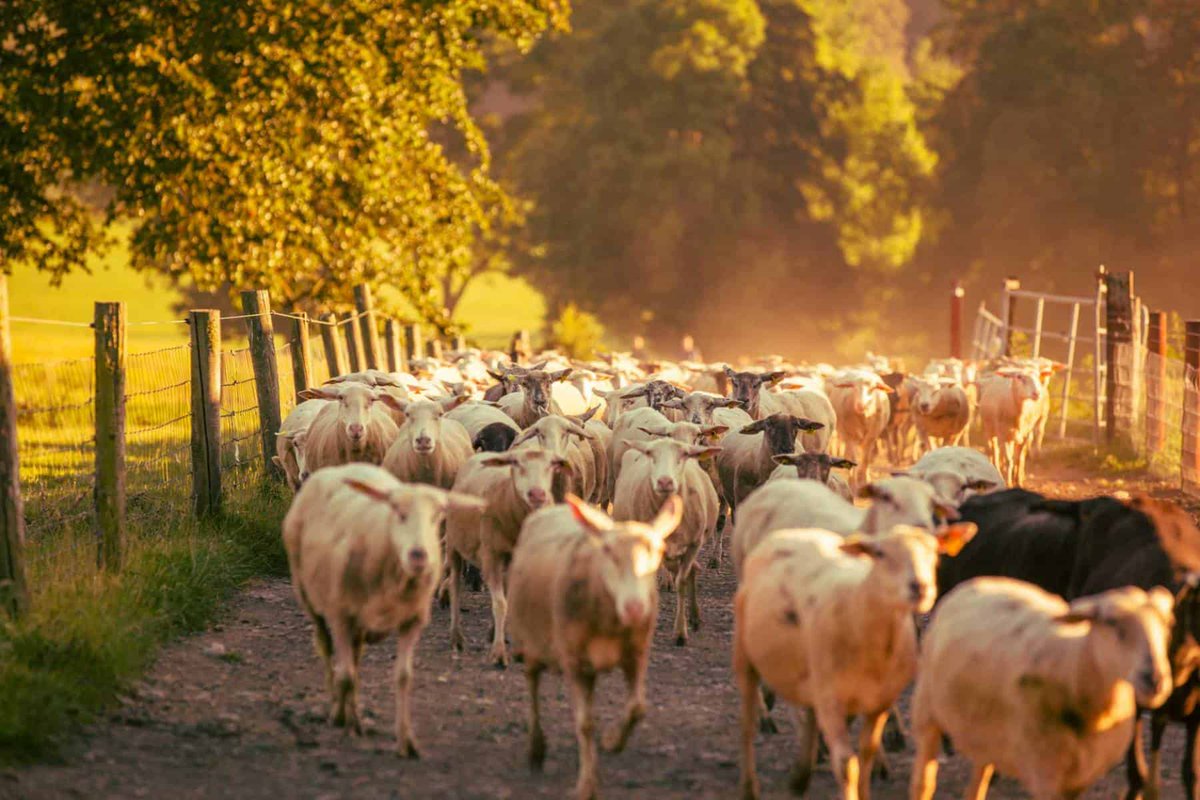 As we approach World Milk Day on June 1st, we celebrate Sheep Milk Ireland, Ireland’s leading producer of nutritious, sustainably produced sheep milk products based in Cashel Co. Tipperary. 
To find out more visit sheepmilk.ie.