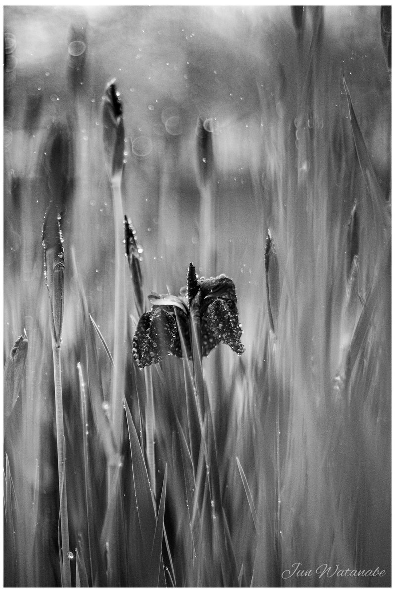 Camera:Panasonic Lumix DC-GX7MK3 Lens:PETRI C.C Auto 55/1.4 #flower #flowerphotography #naturephotograhpy #landscapephotography #monochromephotography #oldlens #lumix #花 #スナップ写真 #オールドレンズ #カメラ好きな人と繋がりたい #写真好きな人と繋がりたい #キリトリセカイ