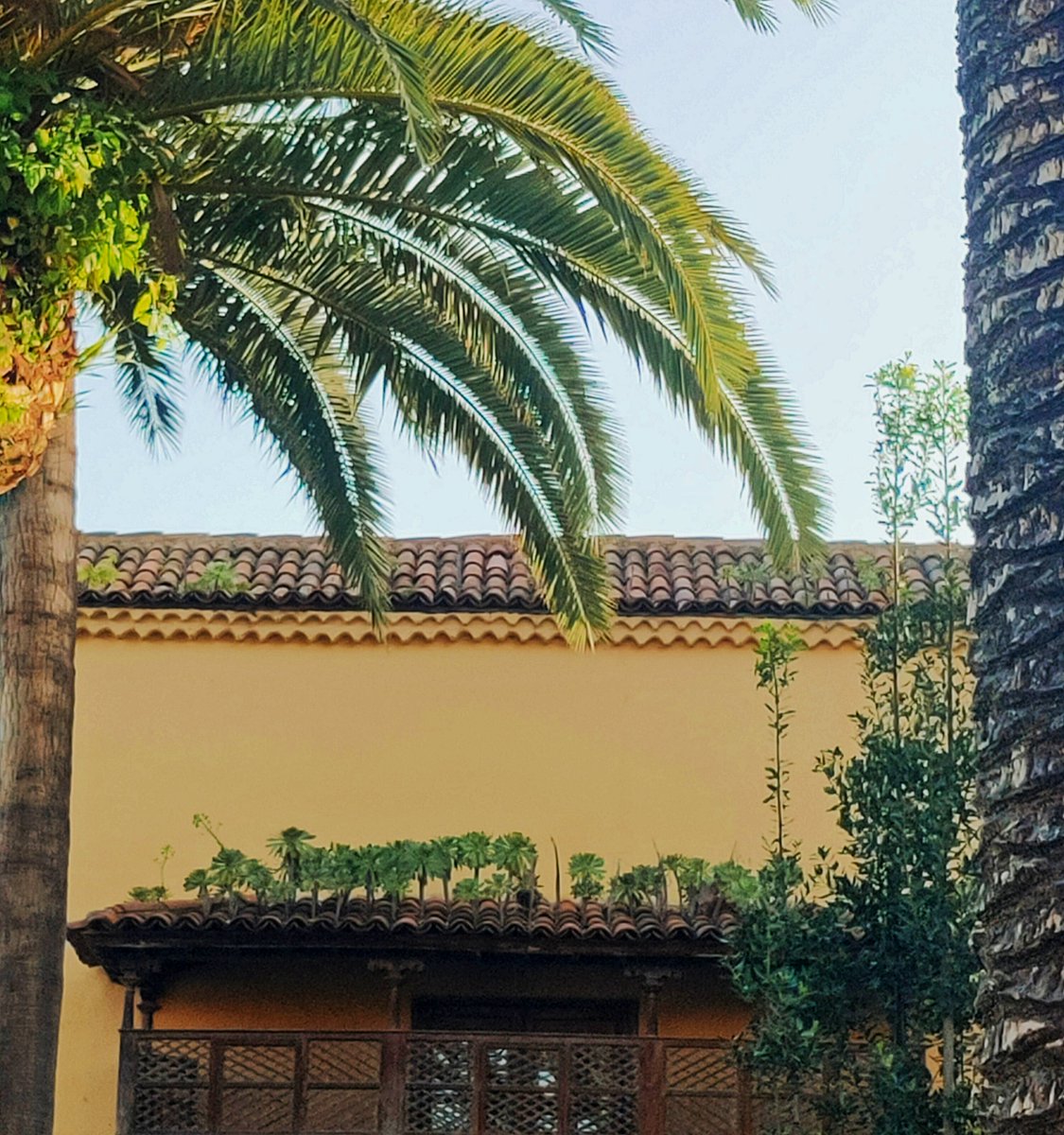 🍀🍀🍀🍀🍀 'Reunión en el tejado'. Museo del IES #Canarias #CabreraPinto Más de doscientos años de historia 📜 acortar.link/rJtd6X vía @ull #PrimaveraEnLosTejados #LaLaguna