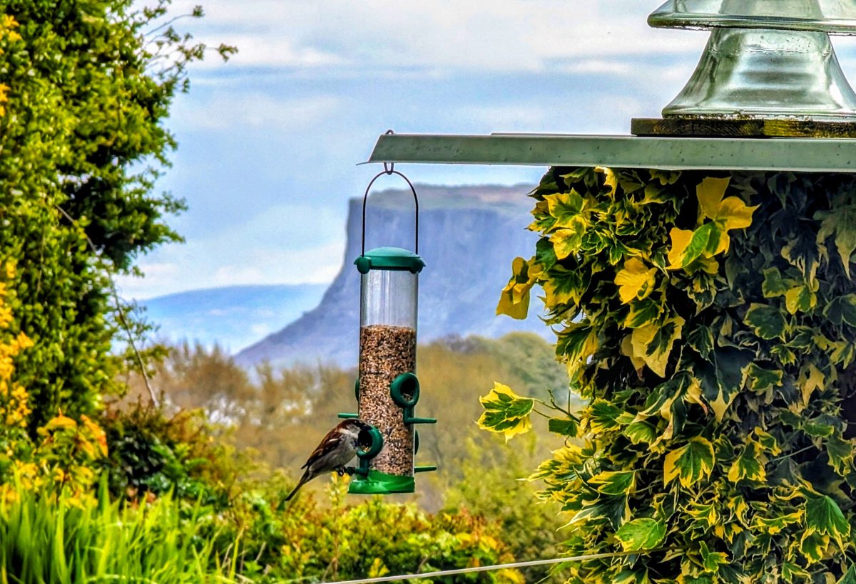 Bird feeder with Fairhead. Mull of Kintyre in the far distance @KintyreForum @CarlBovisNature #Ballycastle #NorthCoast #CausewayCoast #NorthernIreland @bbcweather @utv  @deric_tv #VMWeather @DiscoverNI  @LoveBallymena @EventsCauseway #Photography