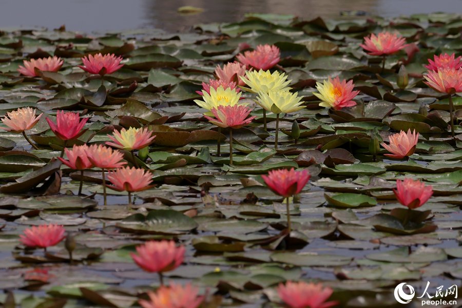 Over 10 two-colored water lily flowers are in bloom at Maluan Bay Shuangxi Wetland Park in #Xiamen city, SE China’s Fujian Province. 🪷

The wetland park is home to 3,600 square meters of water lilies.
en.people.cn/n3/2024/0424/c…