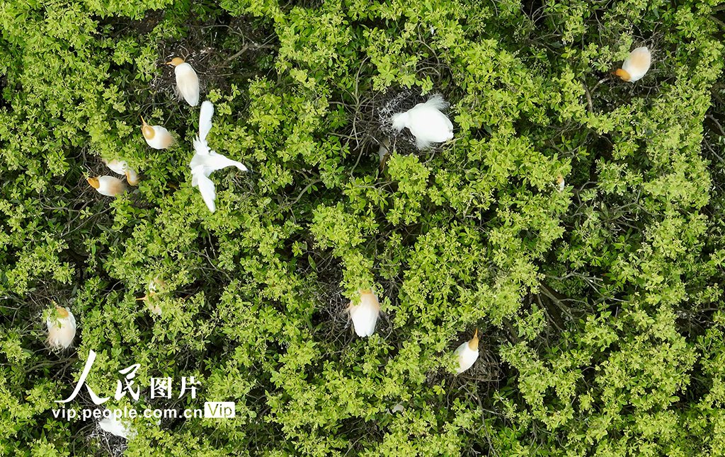 【貴州岑鞏：生態好 鷺鳥至】近年來，貴州省黔東南苗族侗族自治州岑鞏縣持續加強山水林田湖草沙系統治理和保護，生態環境持續改善，吸引了白鷺、草鷺、牛背鷺等珍稀鳥類來此覓食、繁衍和棲息。