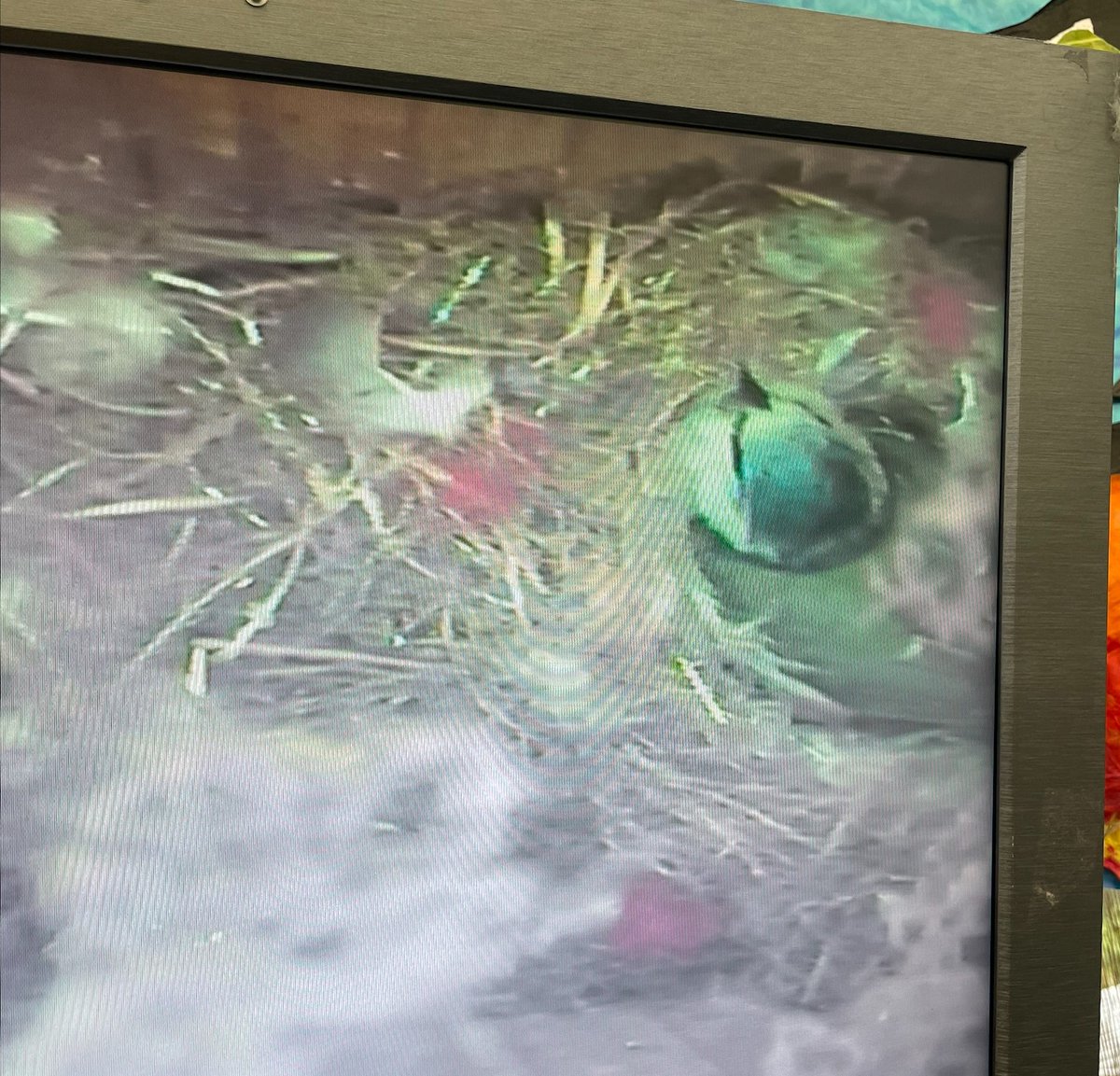 Our birdbox webcam is up and running with a family of bluetits. 8 out of the 10 eggs have so far hatched. The photo isn't too clear but the children have been watching the mother bird bring food for her chicks. #babychicks #springfieldsmiles
