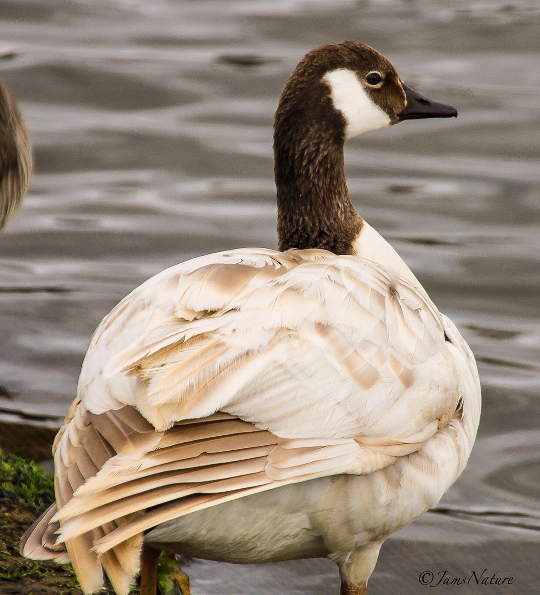 Seen this beauty on the local lake yesterday, sat with the all the usual Canada Geese 🪿 @teesbirds1