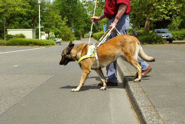 Oh, before I forget, did you know today is International Guide Dog Day? Here are 20 Amazing Facts About Guide Dogs And Their Trainers tinyurl.com/3he5hc2r