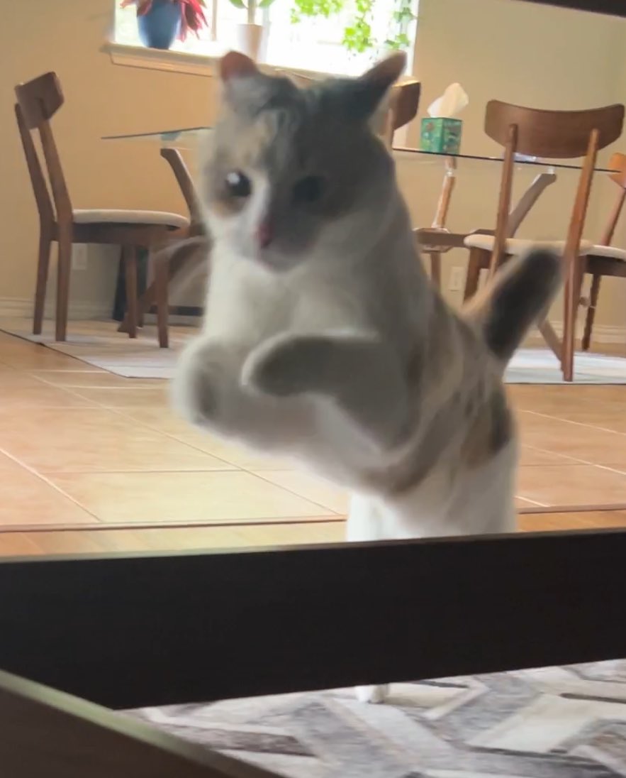 fatfatpankocat's tweet photo. Incoming ‼️ https://t.co/qcocheFYOY