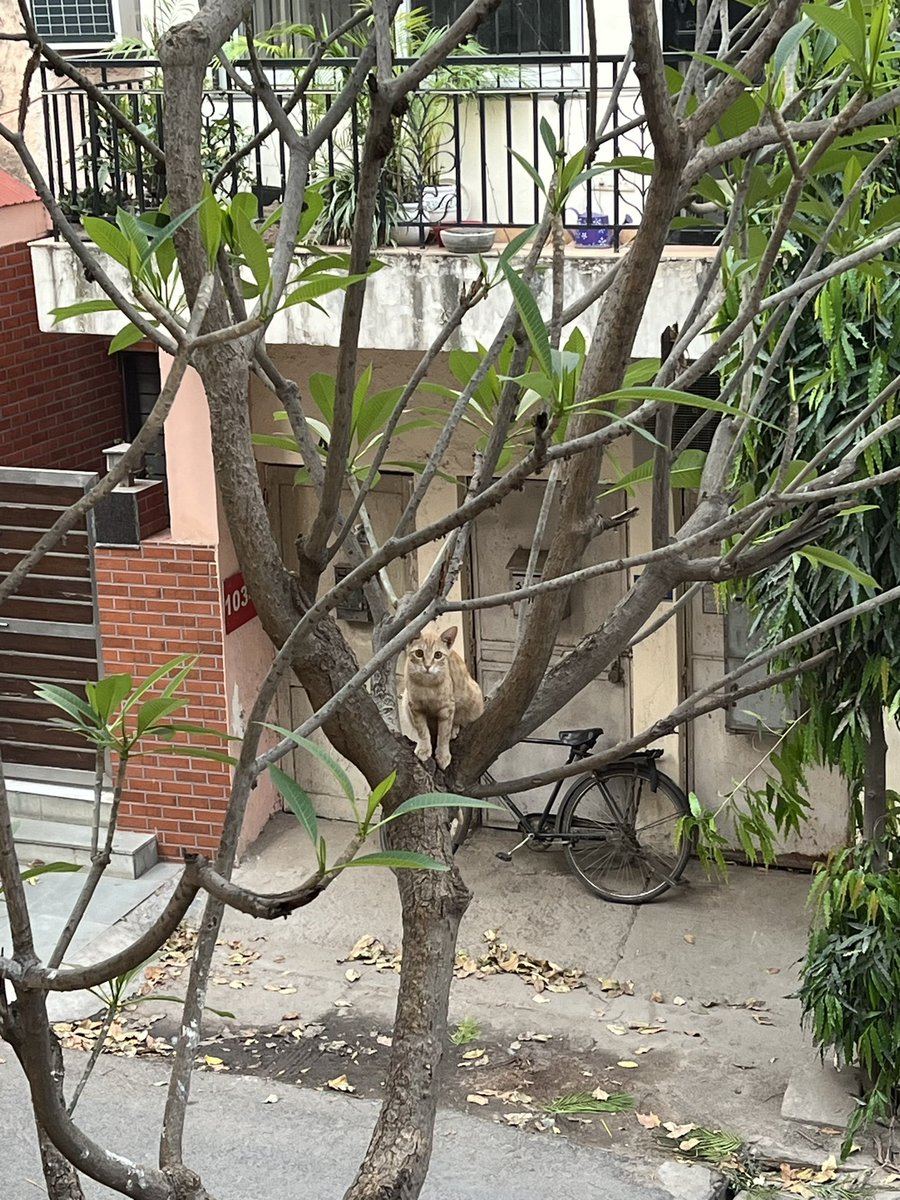 As I saw it!! A ruckus erupted in the morning. It was a joint effort by a few babblers, mynahs, 1 tailorbird and 2 Indian white eyes. Upon investigating, we found the reason on a tree!!! #TwitterNatureCommunity