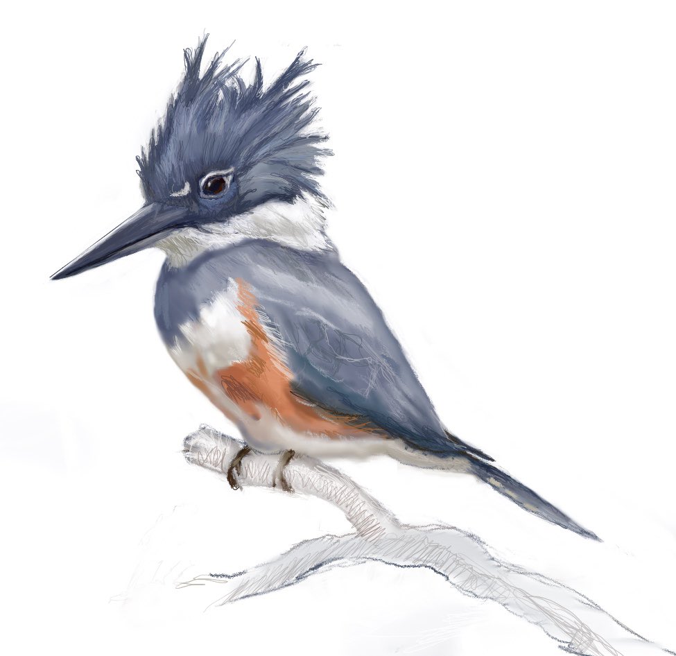 keithcarrick2's tweet photo. Belted kingfisher. #Procreate  #digitalart  #digitalillustration  #BirdsOfTwitter https://t.co/lhQDlHpYcS