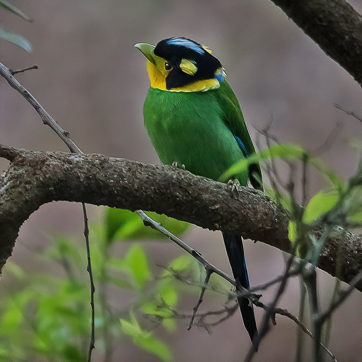 Another beauty on 'The Freshness Green'. Open your gallery with anything green color.

Long-tailed Broadbill

#IndiAves #ThePhotoHour #TheFreshnessGreen