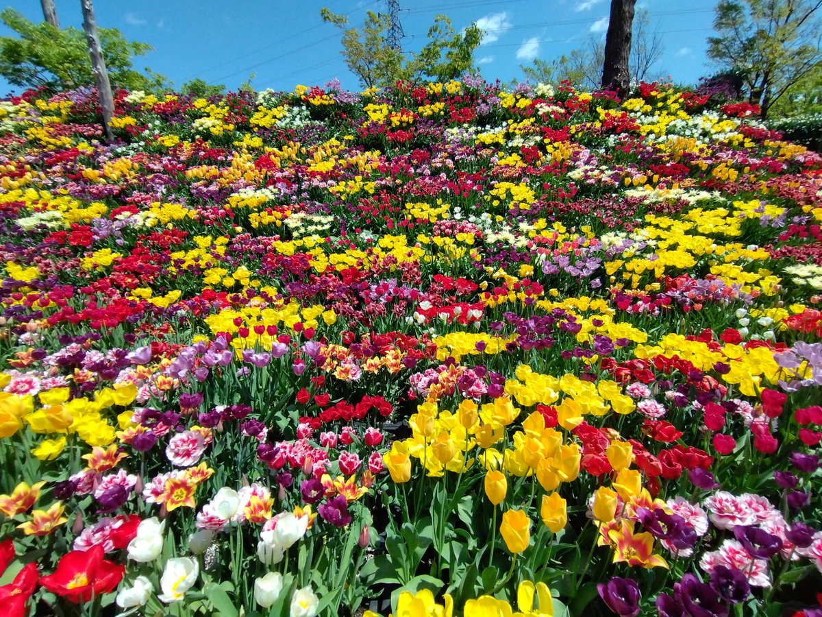 富山県
砺波チューリップフェアに来てます⸜🌷︎⸝チューリップって見てると元気になりますね😄
 #ミシマカメラ