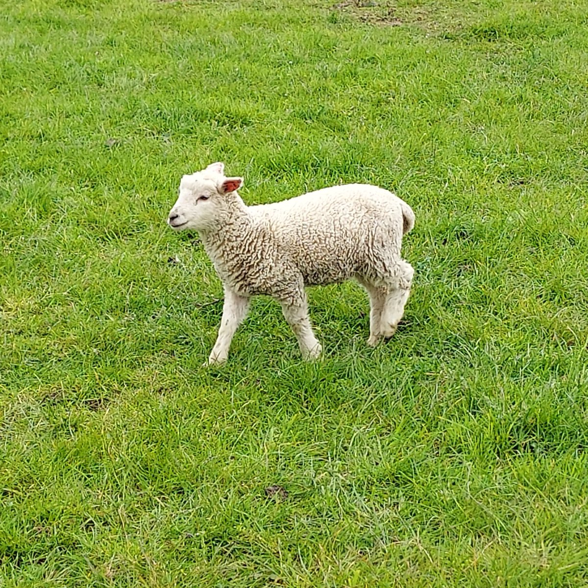 Aw! Lovely lambs on yesterday's @RamblersGB walk from Leatherhead to Box Hill. #lifeofaguide #spring