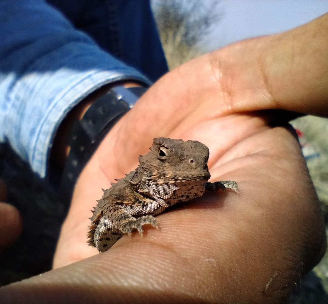 Hoy nos encontramos con un lagarto cornudo bbsito🥰

El cerro me ha enseñado mucho mucho y hoy lvd sí pensé que solo dejaría lo que tengo ahora para estar con mi esposa y regresarla al pueblo :3