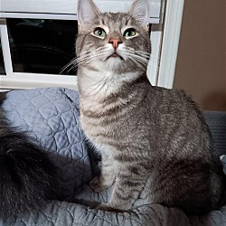 Adopt GIZMO in #Fresno, CA!!! adoptapet.com/pet/38758862-o… #AdoptDontShop #cats #rescue