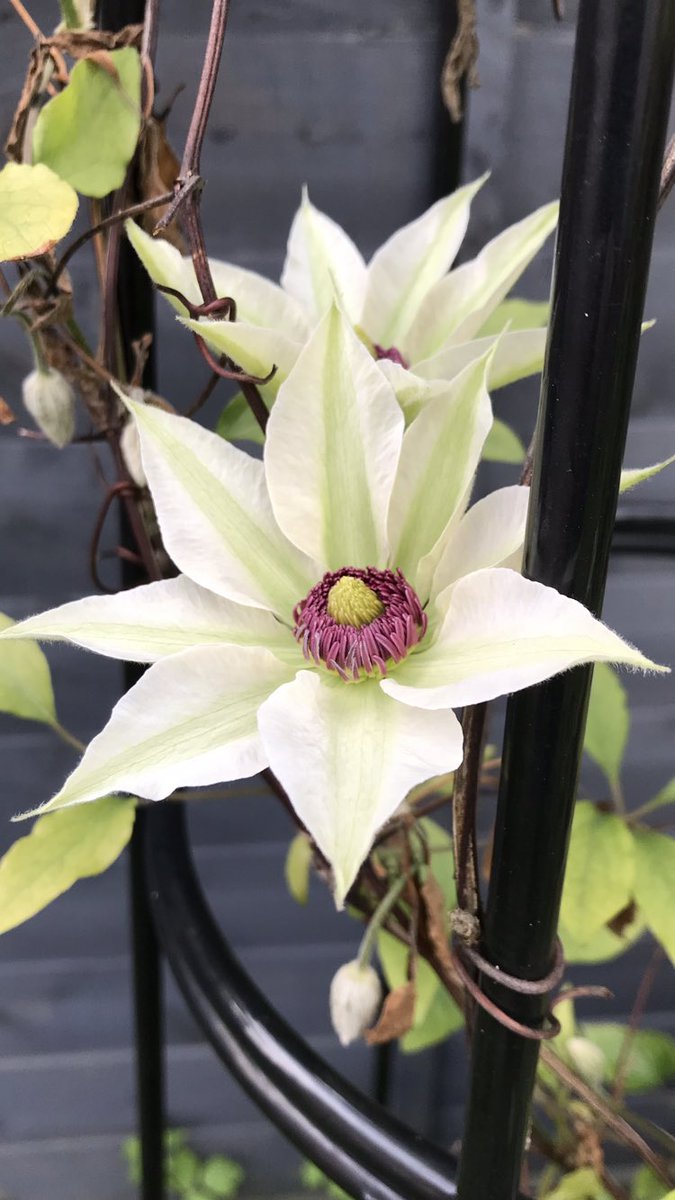 Morning 🌿…. #ClematisThursday… Have a blinder…. HAPPY DAYS!!! 😊 #GardeningX #Clematis #MyGarden #GoodForThePlanet #FoodForTheSoul #Gardening #PositiveVibesOnly