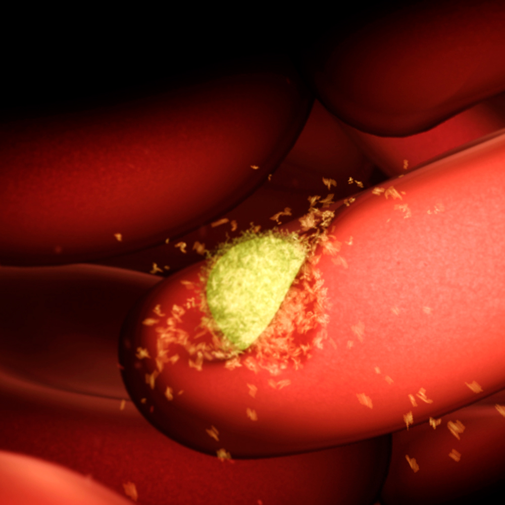 🦟 This #WorldMalariaDay Delve into the lifecycle of the #malaria parasite with this incredible animation from Dr Drew Berry at WEHI.TV. 🩸 Discover how the parasite infiltrates humans and finds its way into the blood stream and liver. 👉youtube.com/watch?v=1v55yg…
