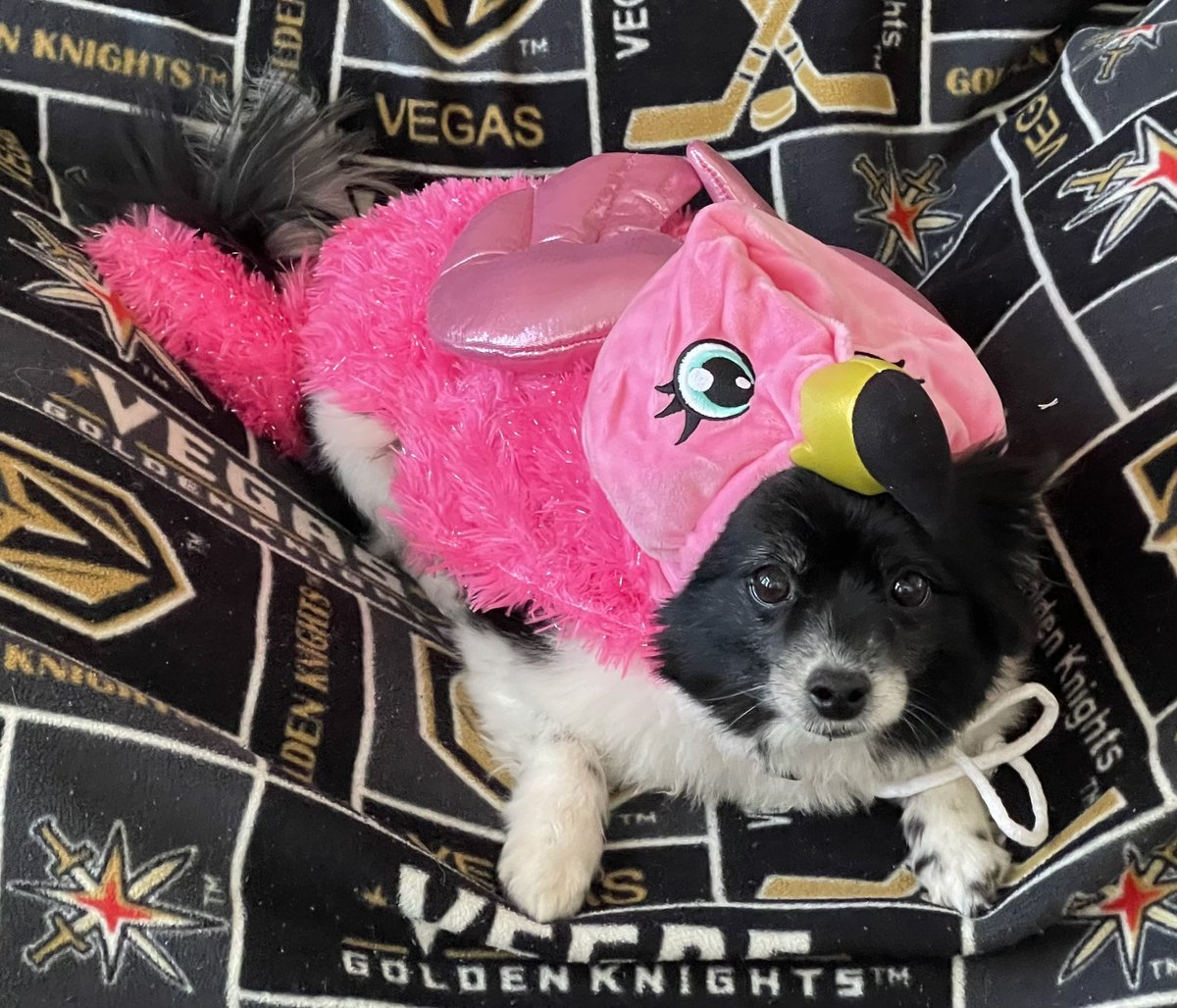 VGKPandaPup tweet picture