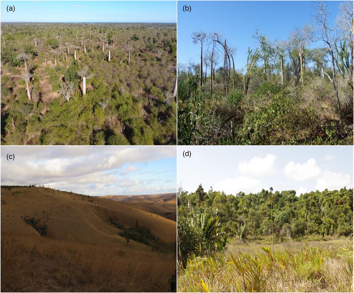 Modern #pollen rain reveals differences across forests, open and mosaic landscapes in #Madagascar Andriantsilavo Hery Isandratana Razafimanantsoa and Estelle Razanatsoa @PCU_UCT @BioSciUCT 📖 ow.ly/u6kl50Rnb36 Societal impact statement also available in 🇫🇷 #NewIssue