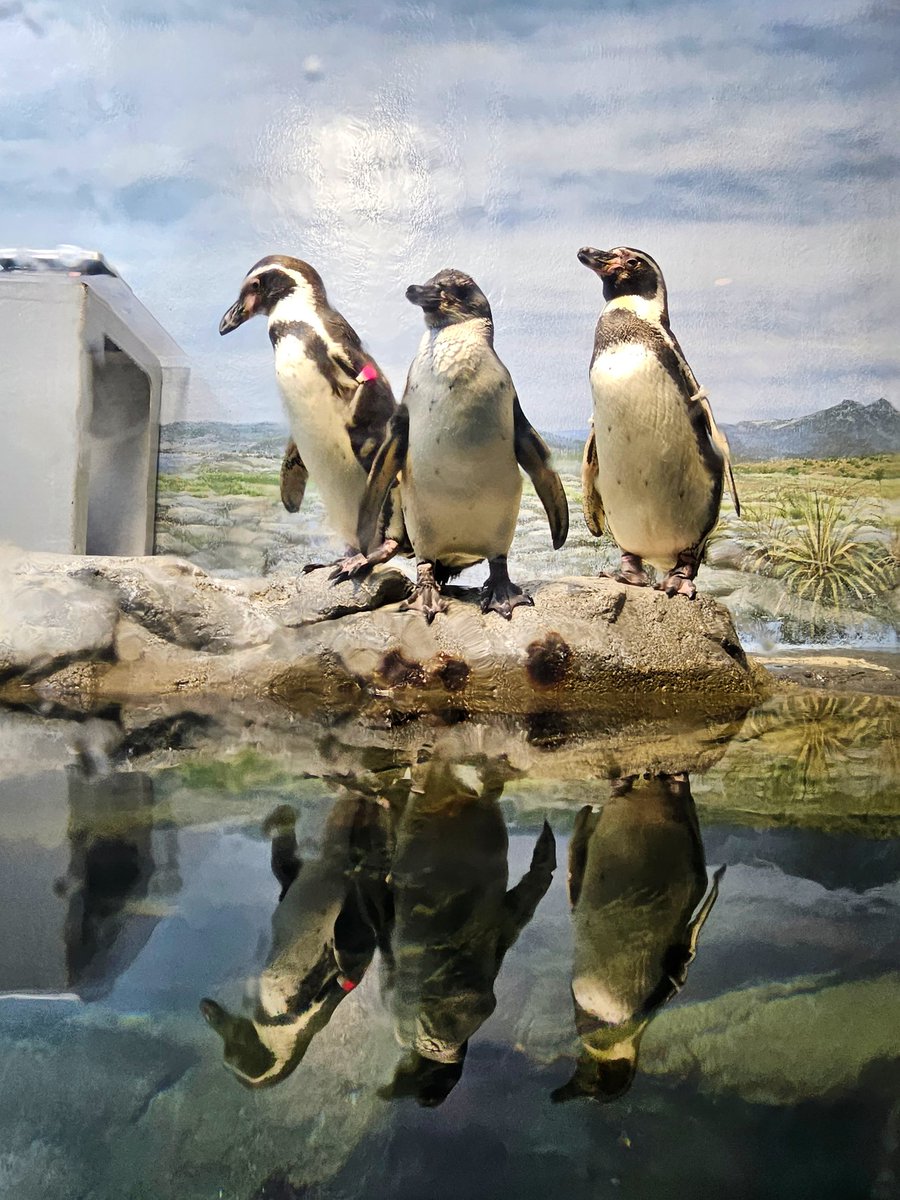 naobou_official's tweet photo. #世界ペンギンの日 

今年に入ってからたくさんペン活できました！！🐧
親子ペンギンに会えたり、初めて餌やりもできたり、コウペンちゃんとゆるキャン△コラボグッズを買いにいったり💞

可愛い生き物たちが安心して暮らせる地球でありますように。
私もできることをコツコツと……！💡（東山奈央） https://t.co/e7DPvPLINd