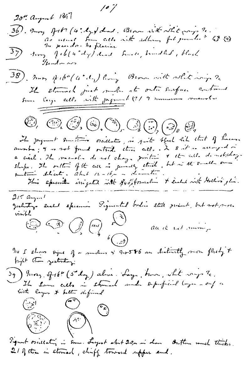 Did you know Nobel Prize laureate Ronald Ross was the first person to link mosquitos and malaria transmission? 'The work, was most exhausting, and so blinding that I could scarcely see afterwards,' he said. This is a page from his notebook.