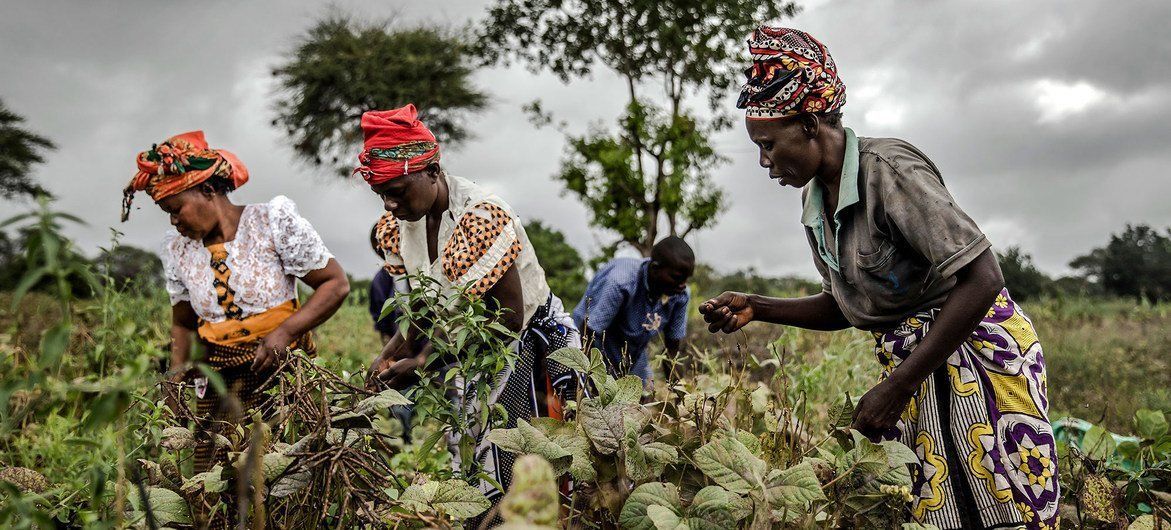 Did you miss this webinar from @FAO on “Sustainable Food Systems and Nutrition: Making #agriculture and #food systems nutrition-sensitive”? You can watch the recording at buff.ly/4b0VaKS 📷 FAO/Luis Tato