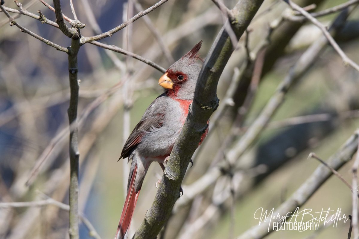 MaryABatchellor's tweet photo. Not a female Northern Cardinal. The Pyrrhuloxia is a type of cardinal found in brushy areas and is often mistaken for its cousin. #birdsofTexas #birdphotography #NaturePhotography https://t.co/k5uZErH9mF