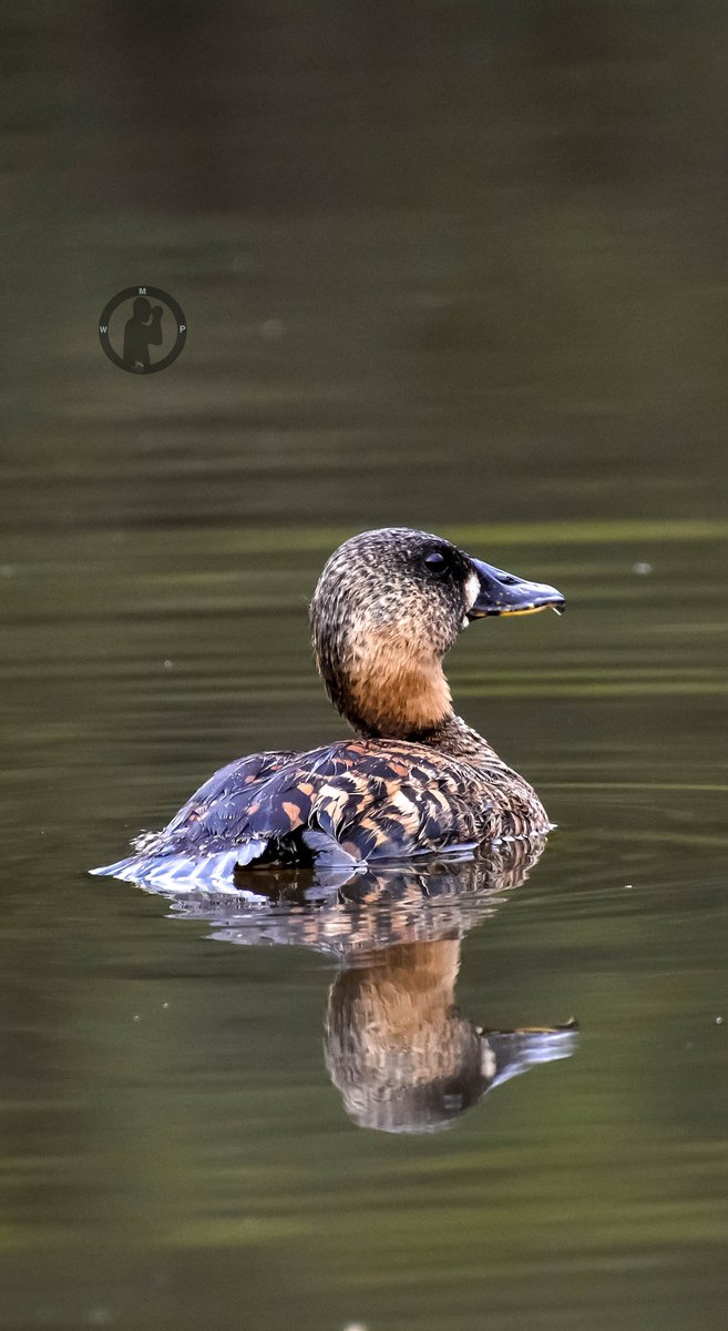 White-backed Duck - Thalassornis leuconotus Karura Forest,Nairobi,Kenya.(March 2024) #martowanjohiphotography #birdwatching254 #birdwatchingwithmartowanjohi #BirdsSeenIn2024 #birdsoftwitter #birdsplanet #TwitterNatureCommunity #nikon #tamronlens #ducks #nairobi #bdasafaris